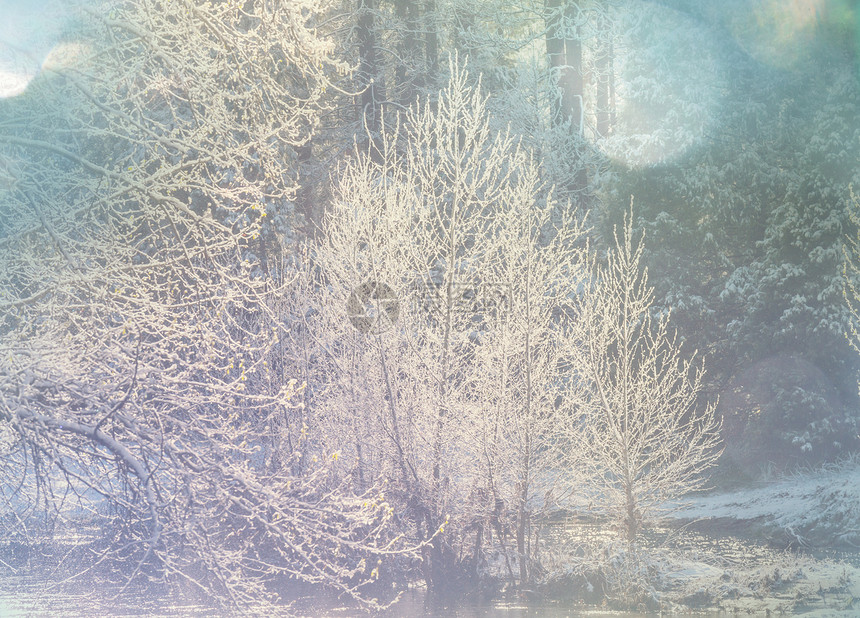 冬天的森林里雪覆盖着树木图片