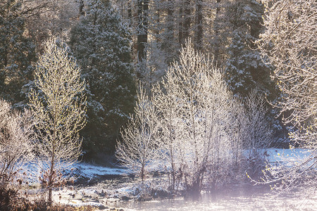 冬天的森林里雪覆盖着树木图片