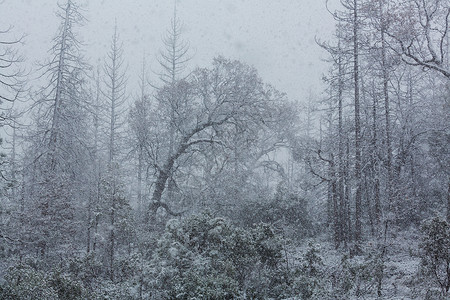 森林里下雪的暴风雪图片