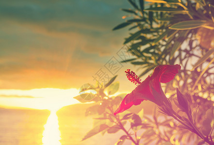 美丽的热带日落花卉花园背景图片