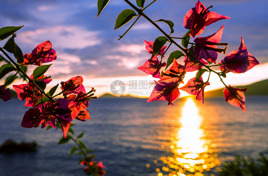 美丽的热带日落花卉花园图片