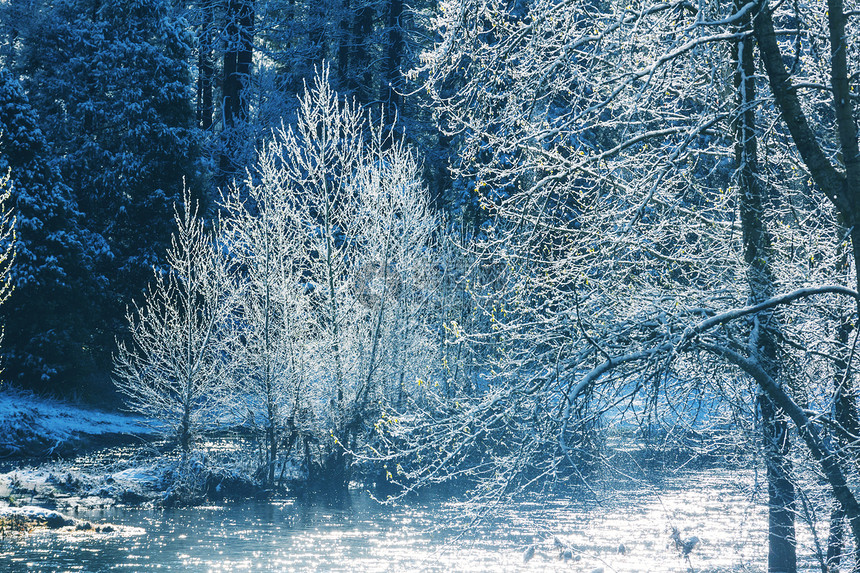 风景秀丽的雪覆盖森林冬季很适合圣诞节背景图片