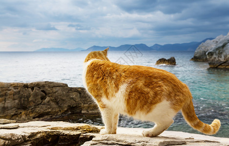 海边的猫图片