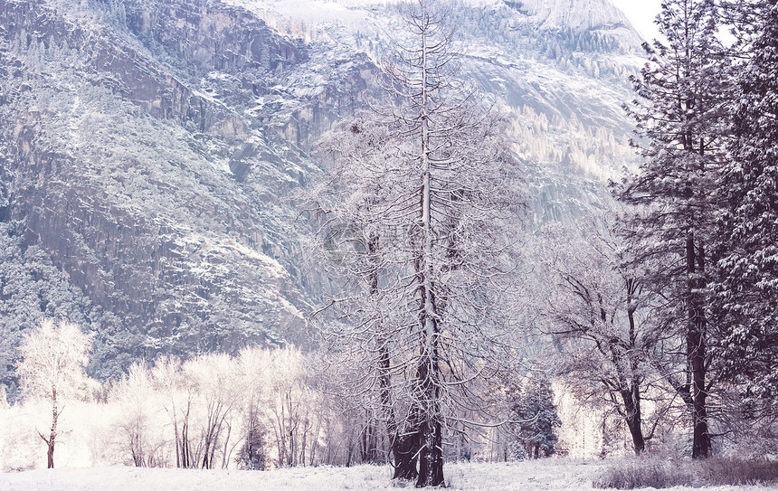 风景秀丽的雪覆盖森林冬季很适合圣诞节背景图片