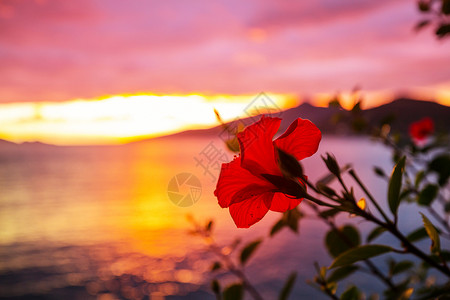 美丽的热带日落花卉花园背景图片