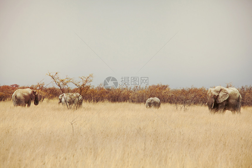大草原的大象图片