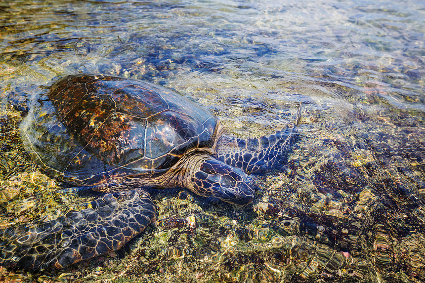 夏威夷海滩上的巨型海龟图片