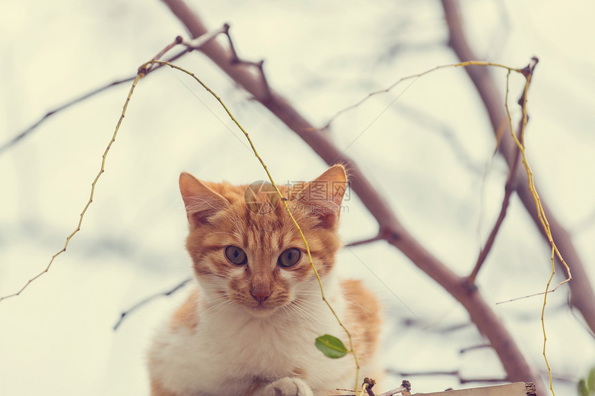 成年家猫坐草地上图片