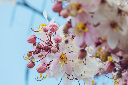 决明子瘘管树美国夏威夷春季开花图片