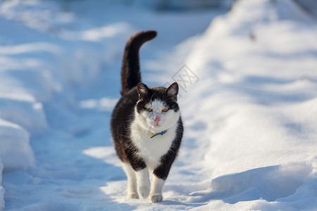 冬天的雪中猫出来图片