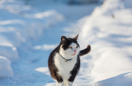 冬天的雪中猫出来图片