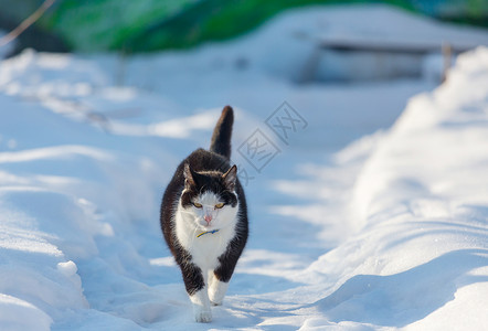 冬天的雪中猫出来图片