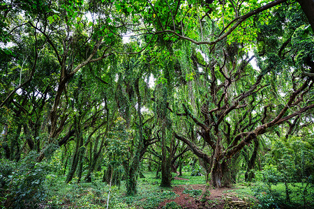 夏威夷岛郁郁葱葱的绿色热带雨林高清图片