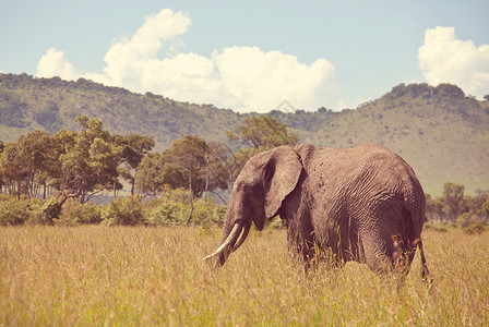 非洲灌木大象非洲罗索达图片