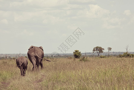 偷猎者非洲大象非洲罗索达牛与幼牛荒野灌木丛,肯尼亚背景