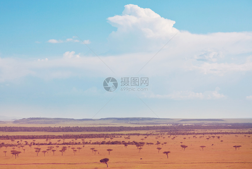 非洲景观炽热的黄色灌木丛,树木蓝天非洲的背景图片