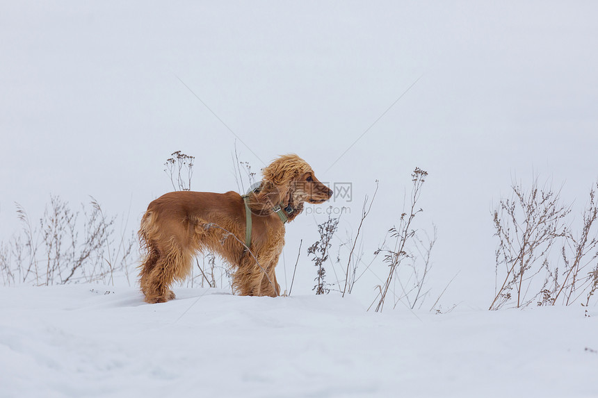 金色的英国公鸡猎犬站雪地里图片