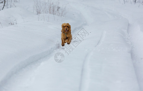 金色的英国公鸡猎犬站雪地里图片