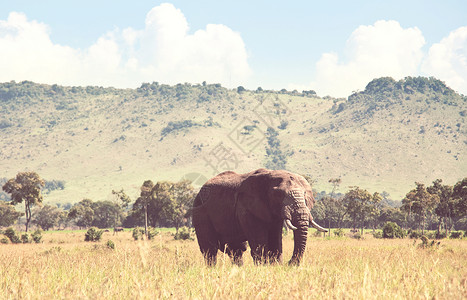 非洲大象非洲罗索达牛与幼牛荒野灌木丛,肯尼亚高清图片