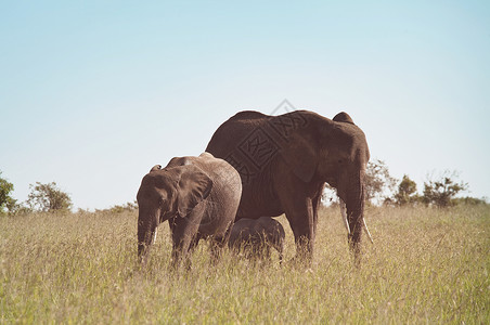 非洲大象非洲罗索达牛与幼牛荒野灌木丛,肯尼亚图片