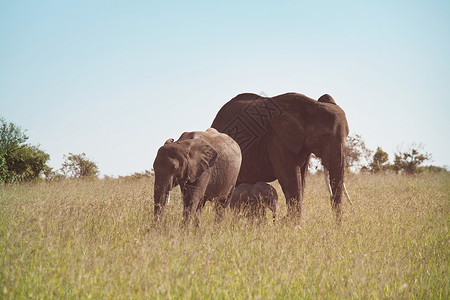 非洲大象非洲罗索达荒野灌木丛,肯尼亚图片