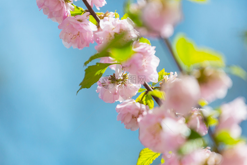 杏仁树粉红色的花美丽的春天背景图片
