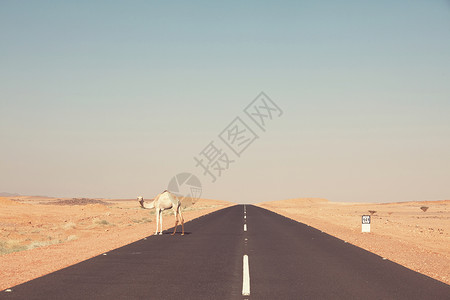 骆驼苏丹,非洲温暖的沙漠旅行背景图片