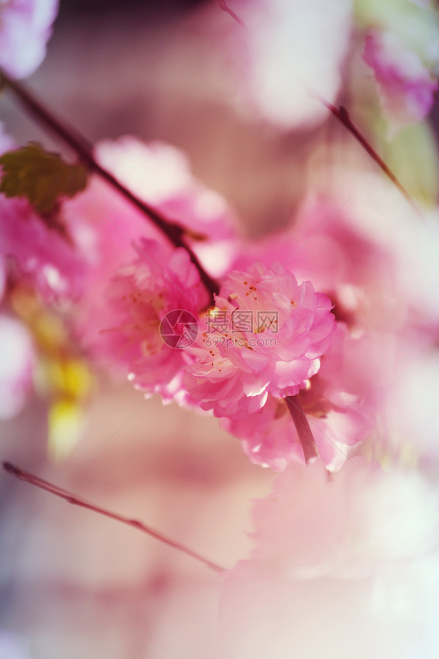 杏仁树粉红色的花图片