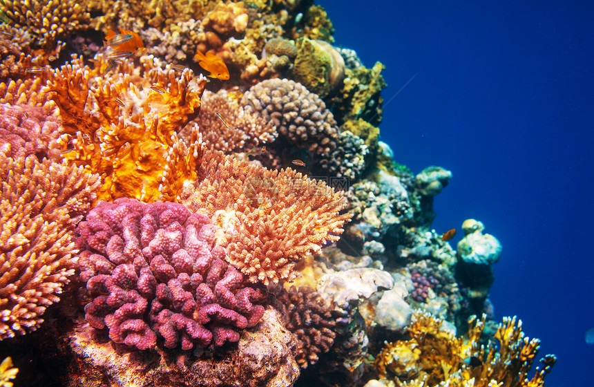 生活红海的珊瑚礁,埃及自然寻常的背景图片