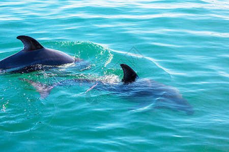 阿根廷海洋中的海豚高清图片