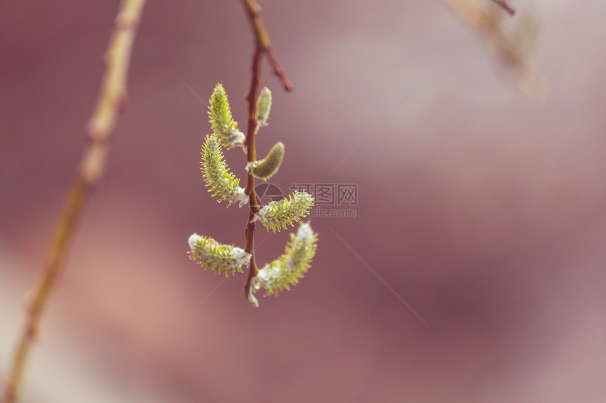 棕色背景上盛开的树春天的背景图片