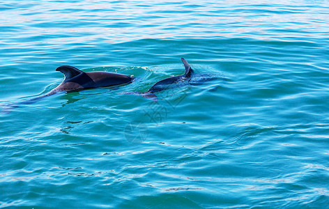 空翻阿根廷海洋中的海豚背景