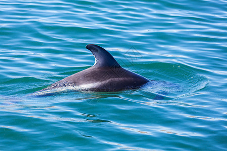 阿根廷海洋中的海豚高清图片