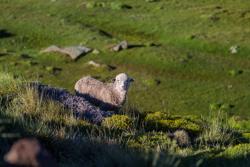 青山草地上的羊图片