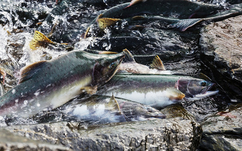 阿拉斯加河的鲑鱼产卵图片