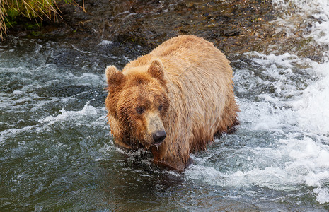 当然只灰熊布鲁克斯瀑布捕猎鲑鱼沿海棕色灰熊阿拉斯加的卡特迈公园捕鱼夏天的季节自然野生动物背景