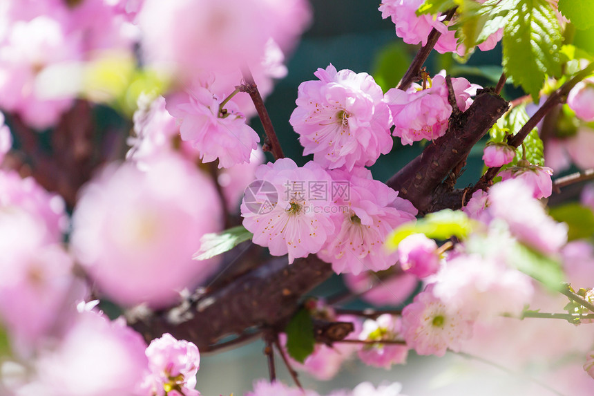 杏仁树粉红色的花美丽的春天背景图片