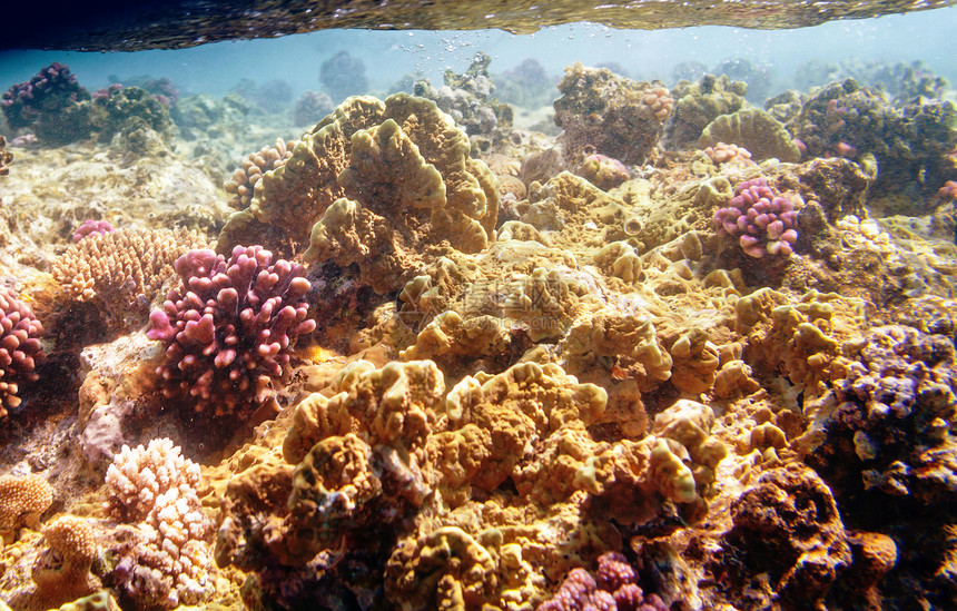 生活红海的珊瑚礁,埃及自然寻常的背景图片