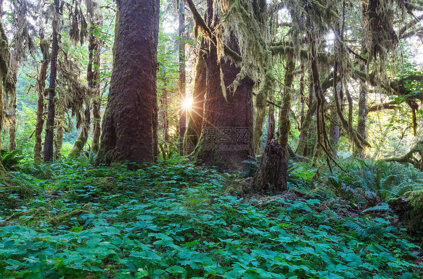 美丽的雨林奥林匹克公园,华盛顿,美国树木覆盖着厚厚的层苔藓图片