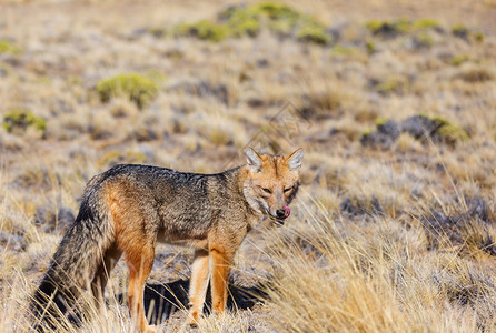 南美洲灰狐荔枝,巴塔哥尼亚狐狸,巴塔哥尼亚山区背景图片