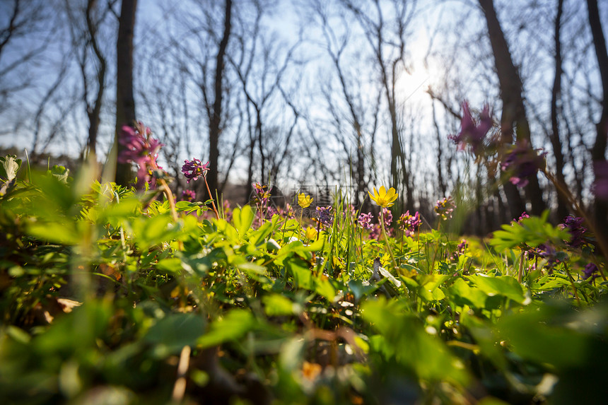 美丽的林地景观春天的花朵森林里图片
