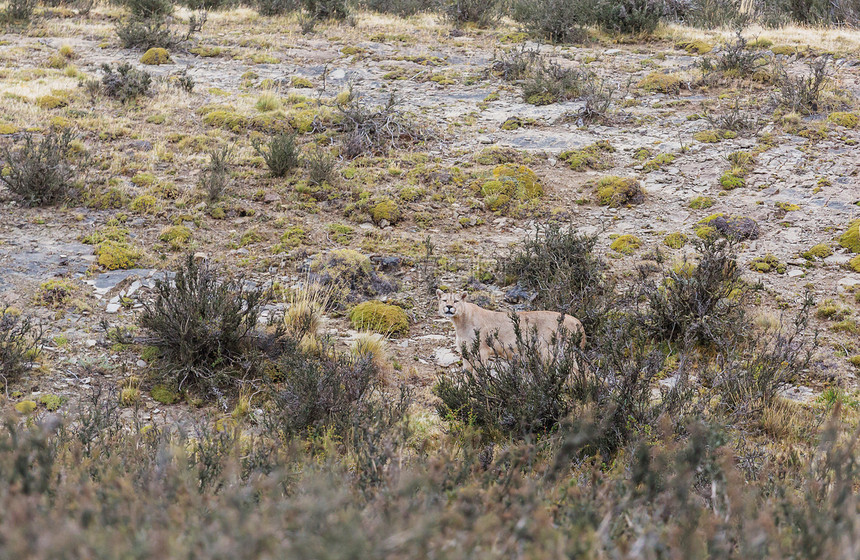 野生美洲狮美洲狮杯托雷斯德尔帕西公园,智利图片