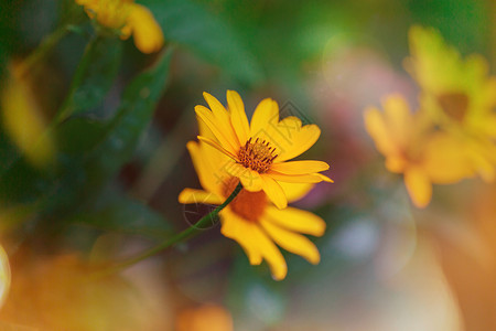 美丽的花朵的特写镜头适合花卉背景高清图片