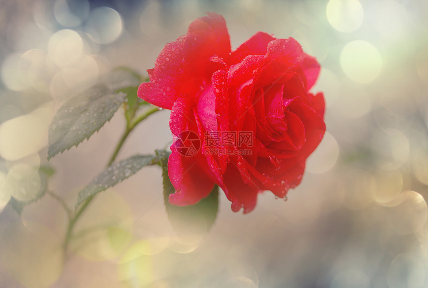 粉红色玫瑰,美丽的自然背景图片