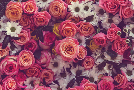 粉红色玫瑰,美丽的自然背景背景图片