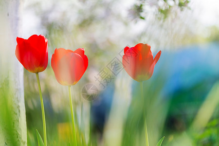 春天花园里群五颜六色的郁金香鲜艳的郁金香照片背景惊人的春天背景图片