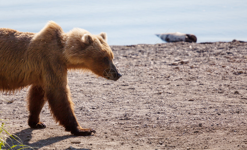 阿拉斯加的野生棕熊图片