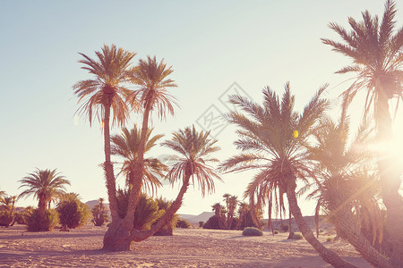 非洲摩洛哥沙漠棕榈种植园图片