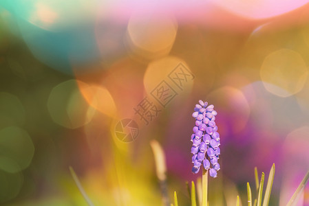 美丽的花园春天的花朵自然背景图片