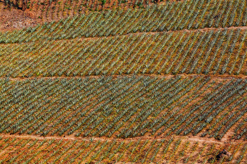 鸟瞰松苹果种植园自然农业背景图片